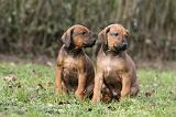 RODESIAN RIDGEBACK 199